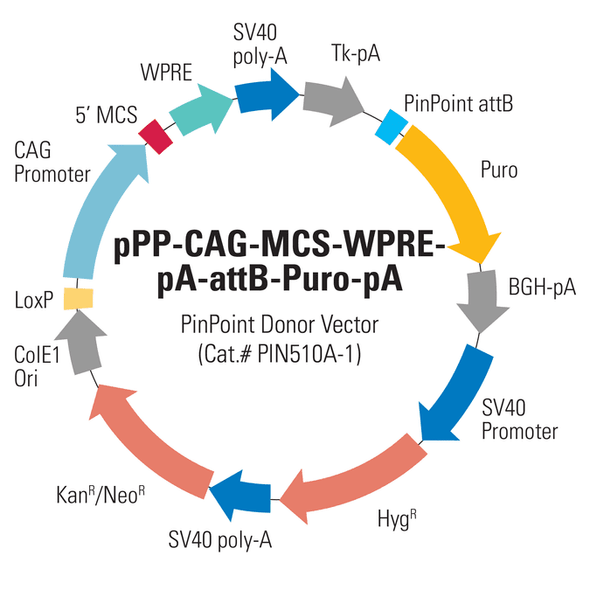 CAG PinPoint Donor Vector (pPP-CAG-MCS-WPRE-pA-attB-Puro-pA)