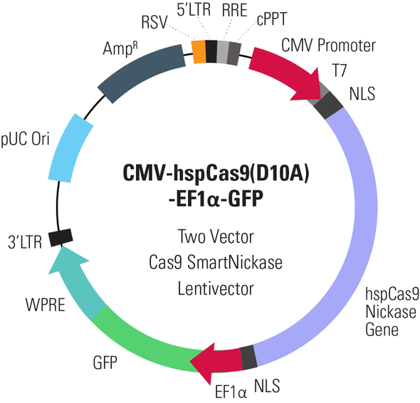 Cas9 Nickase: CMV-hspCas9(D10A)-T2A-Puro SmartNickase Lentivector Plasmid + LentiStarter Packaging Kit