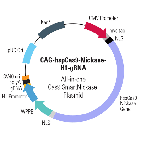 Cas9 Nickase: CMV-hspCas9-nickase-H1-gRNA SmartNickase vector