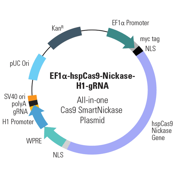 Cas9 Nickase: EF1-hspCas9-nickase-H1-gRNA SmartNickase vector