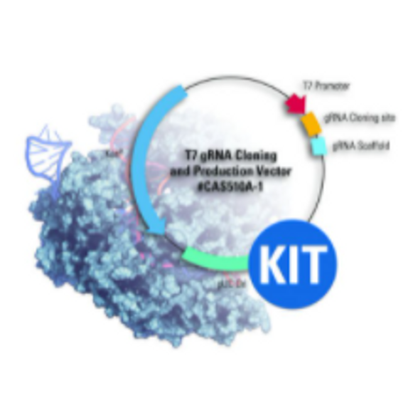 Cas9-EGFP Protein and T7 gRNA SmartNuclease Synthesis Kit