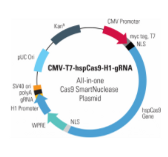 CMV-T7-hspCas9-H1-gRNA linearized SmartNuclease vector