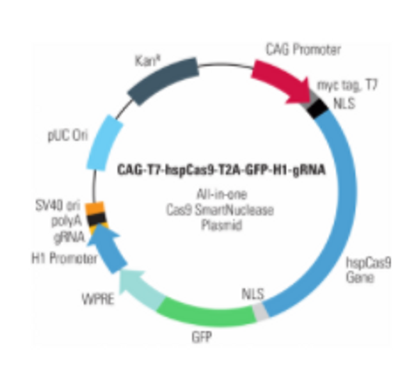 CMV-T7-hspCas9-T2A-GFP-H1-gRNA linearized SmartNuclease vector