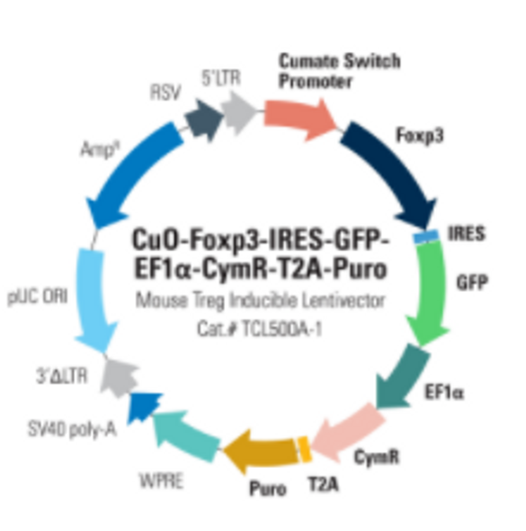 CuO-Mouse Foxp3-IRES-GFP-EF1-CymR-T2A-Puro Cumate inducible lentivector plasmid