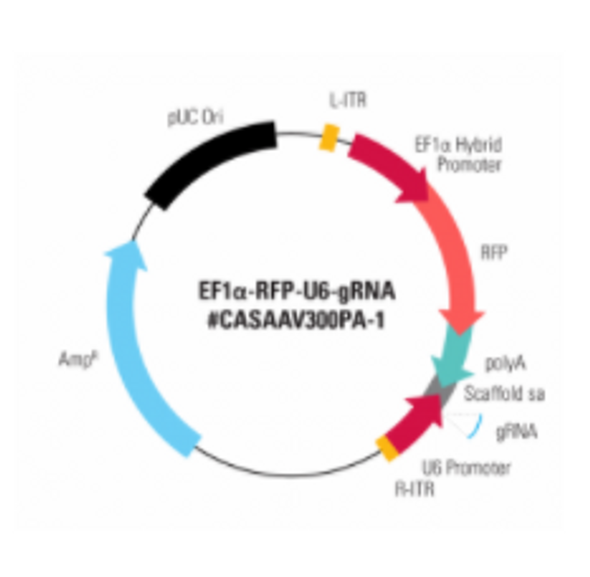 EF1-RFP-U6-gRNA(SA) linearized SmartNuclease AAV Plasmid