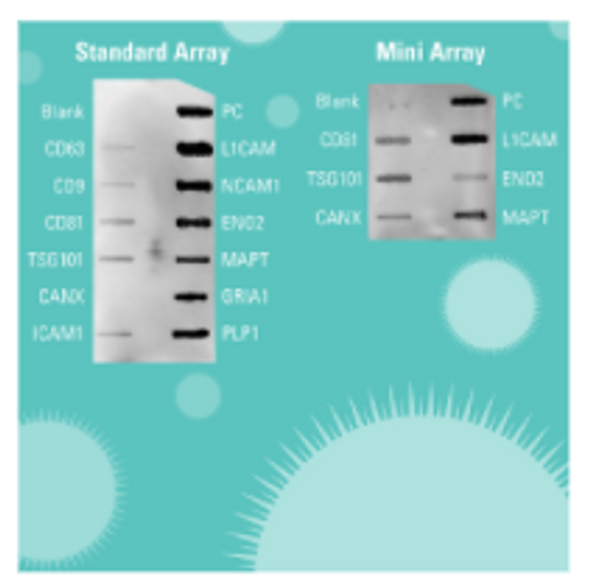Exo-Check Exosome Antibody Array (Neuro) Standard