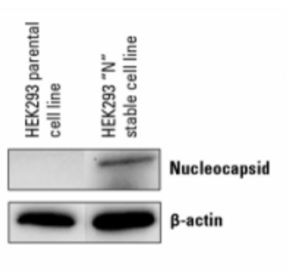 HEK293 “N” SARS-CoV-2 Nucleocapsid Overexpression Stable Cell