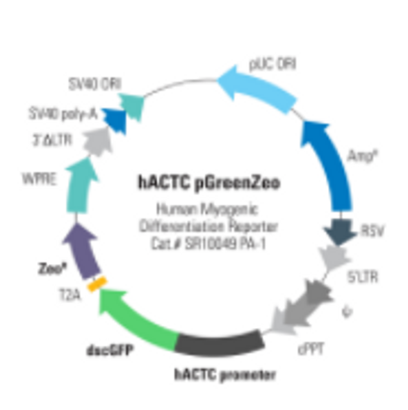 Human ACTC Differentiation Reporter (pGreenZeo, Virus)