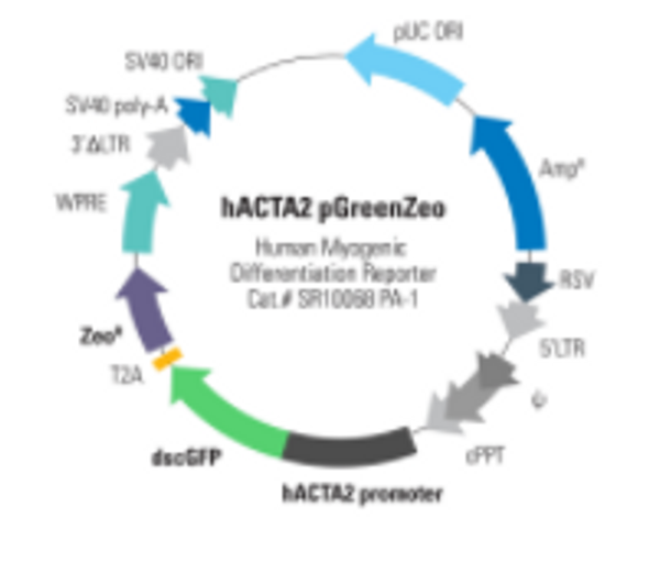 Human Alpha-Actin 2, ACTA2 Differentiation Reporter (pGreenZeo, plasmid)