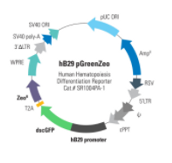 Human B29 Differentiation Reporter (pGreenZeo, Virus)