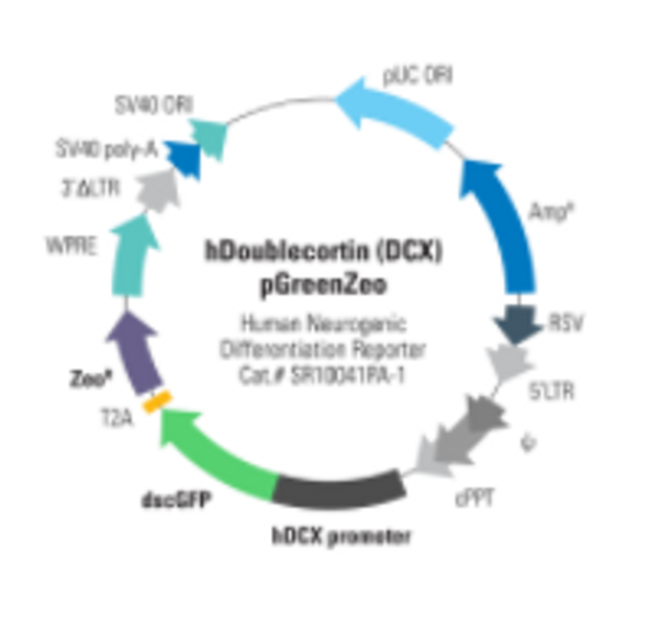Human Doublecortin (DCX) Differentiation Reporter (pGreenZeo, Virus) Human Doublecortin (DCX) Differentiation Reporter (pGreenZeo, Virus)