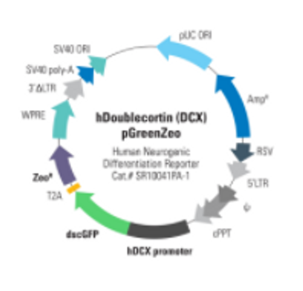 Human Doublecortin (DCX) Differentiation Reporter (pGreenZeo, Virus)