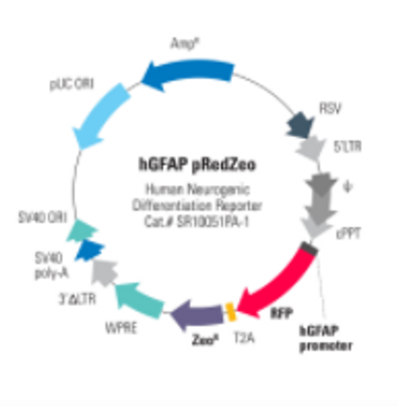 Human GFAP Differentiation Reporter (pRedZeo, Plasmid)