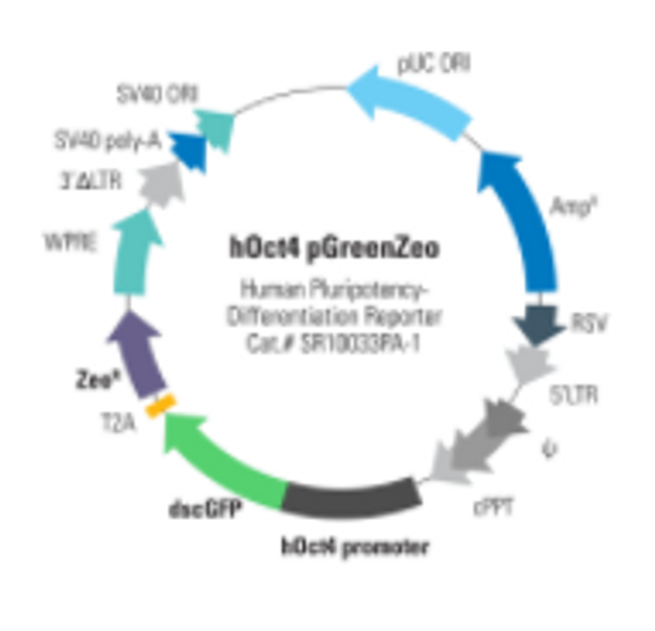 Human Oct-4 Differentiation Reporter (pGreenZeo, pre-packaged)