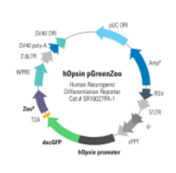 Human Opsin Differentiation Reporter (pGreenZeo, Plasmid)