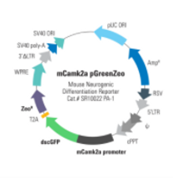 Mouse Camk2a Differentiation Reporter (pGreenZeo, Plasmid)