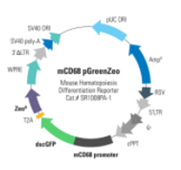 Mouse CD68 Differentiation Reporter (pGreenZeo, Virus)