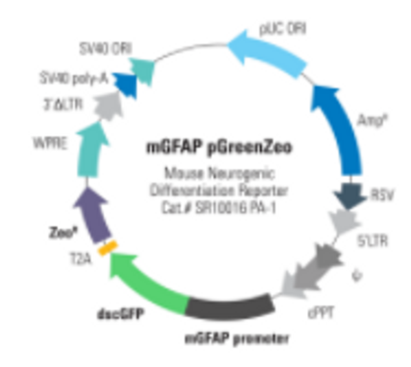 Mouse GFAP Differentiation Reporter (pGreenZeo, Plasmid)