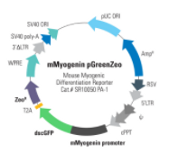 Mouse Myogenin Differentiation Reporter (pGreenZeo, Virus)