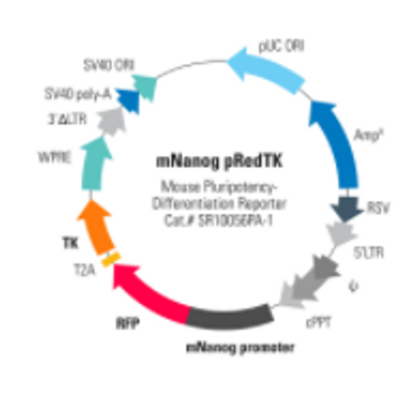 Mouse Nanog Differentiation Reporter (pRedTK, plasmid)