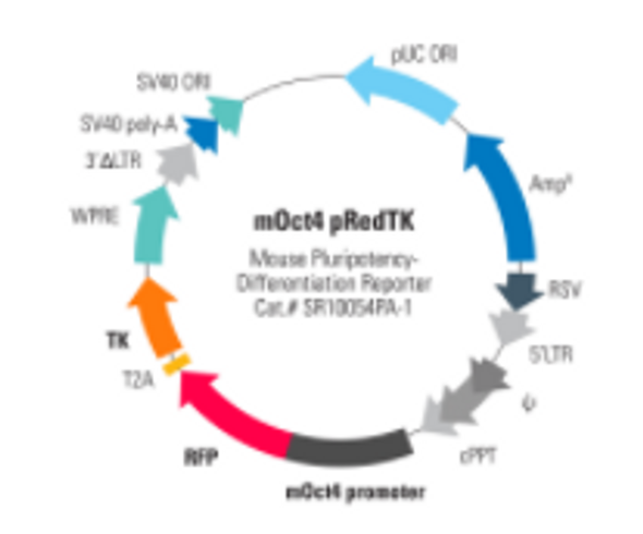 Mouse Oct4 Differentiation Reporter (pRedTK, pre-packaged)