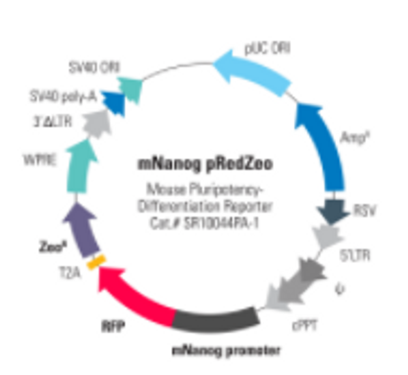 Mouse Oct4 Differentiation Reporter (pRedZeo, pre-packaged)