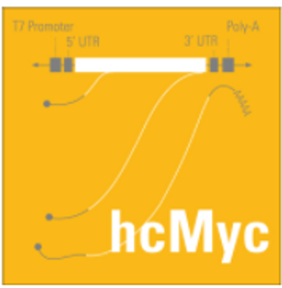 mRNAExpress hcMyc transcript 20 ug