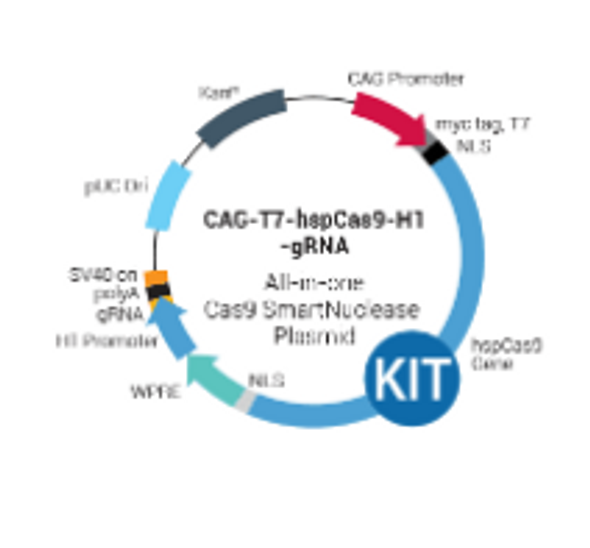 CAG-T7-hspCas9-H1-gRNA All-in-one Cas9 SmartNuclease™ Plasmid & Multiplex gRNA Cloning Kit