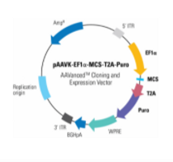 pAAVK-EF1α -MCS-T2A-Puro AAVanced™ Cloning and Expression Vector