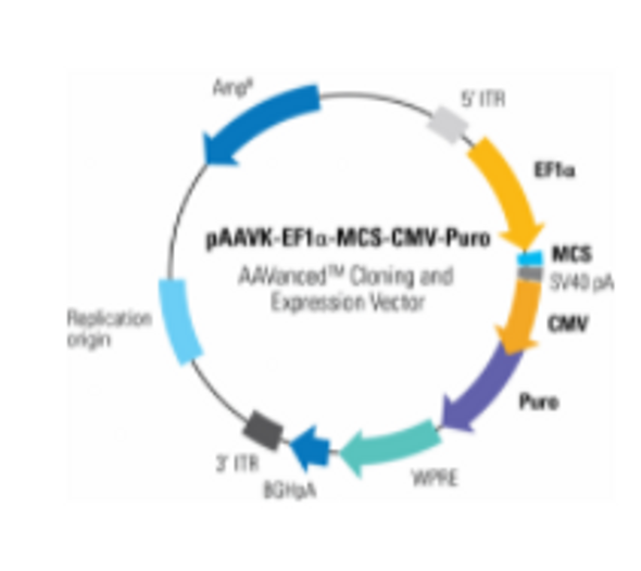 pAAVK-EF1α-MCS-CMV-Puro AAVanced™ Cloning and Expression Vector