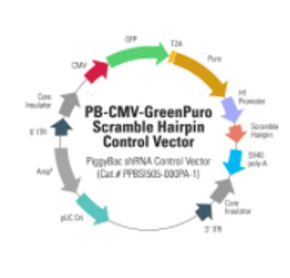 PB-CMV-GreenPuro Scramble Hairpin Control Vector