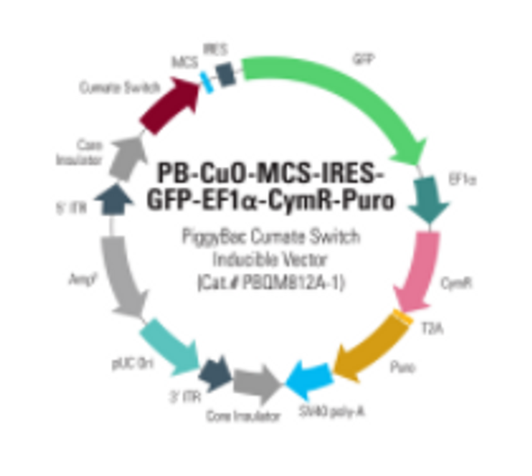 PB-Cuo-miR-302/367-IRES-GFP-EF1α-CymR-Puro piggyBac Inducible Human iPSC Vector