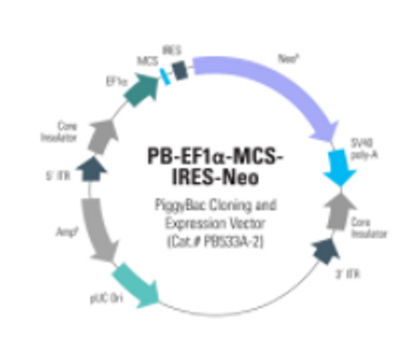 PB-EF1α-MCS-IRES-Neo PiggyBac cDNA Cloning and Expression Vector