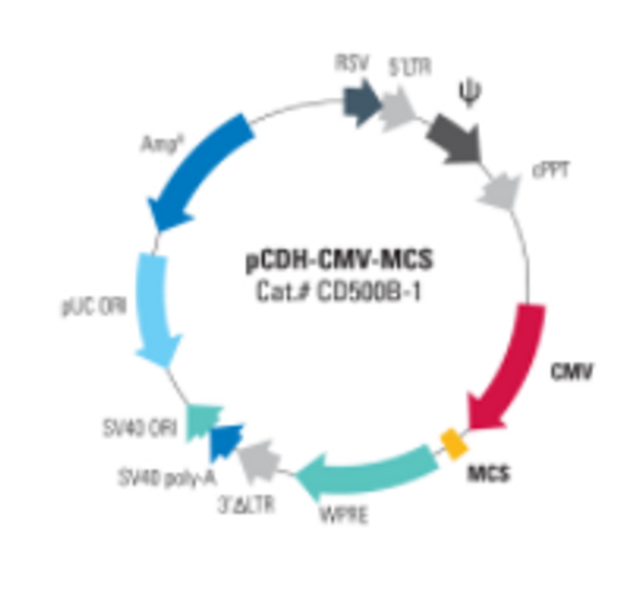 pCDH-CMV-MCS Cloning and Expression Lentivector