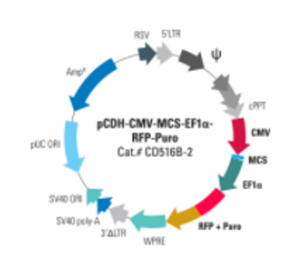 pCDH-CMV-MCS-EF1α-RFP+Puro Cloning and Expression Lentivector