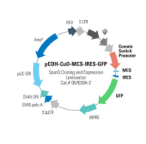 pCDH-CuO-MCS-IRES-GFP SparQ™ Cloning and Expression Lentivector