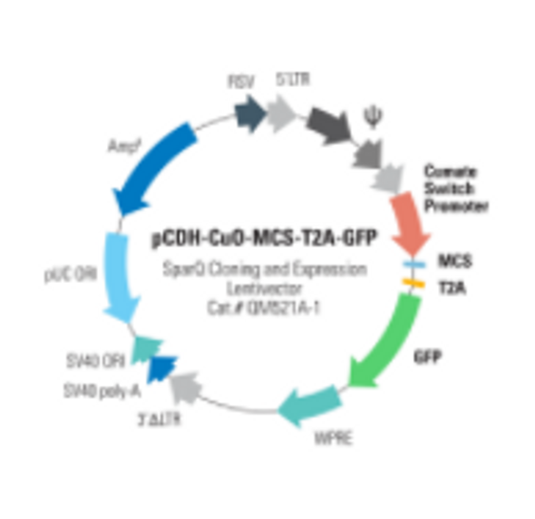 pCDH-CuO-MCS-T2A-GFP SparQ™ Cloning and Expression Lentivector