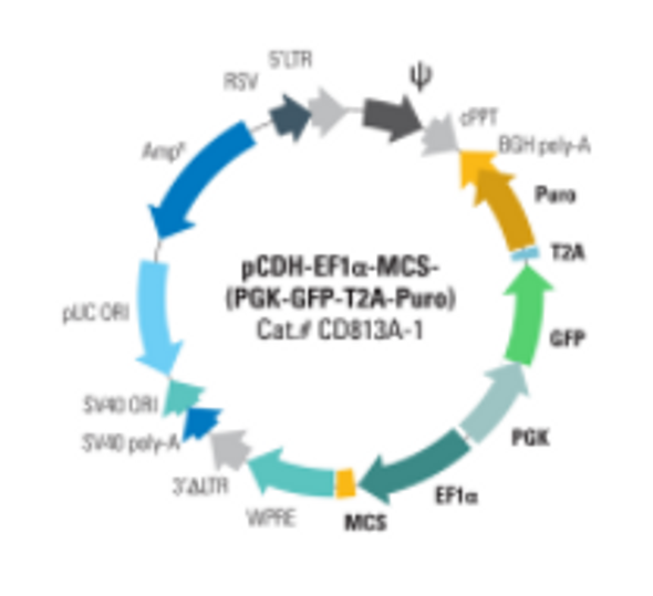 pCDH-EF1α-MCS-(PGK-GFP-T2A-Puro) Bidirectional Promoter Cloning and Expression Lentivector