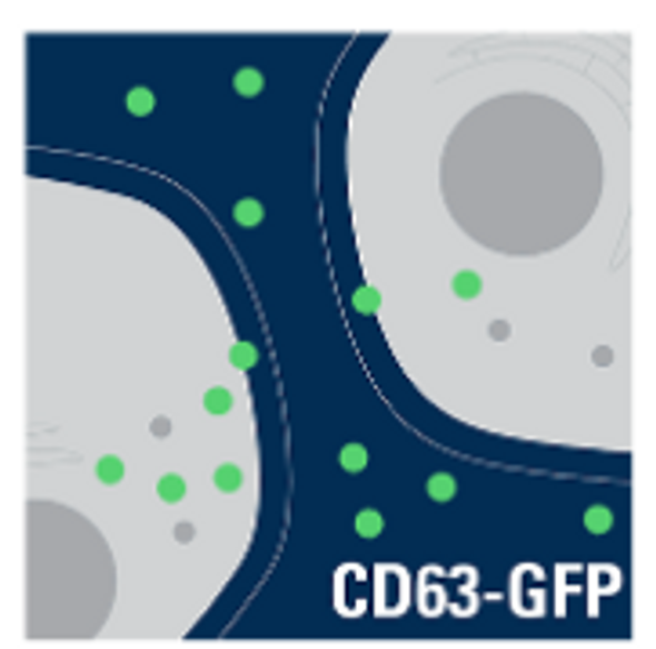 pCT-CD63-GFP (pCMV, Exosome/Secretory, CD63 Tetraspanin Tag)
