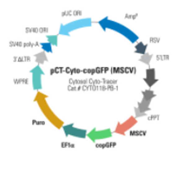 Cytosol Cyto-Tracer™, pCT-Cyto-GFP (MSCV)