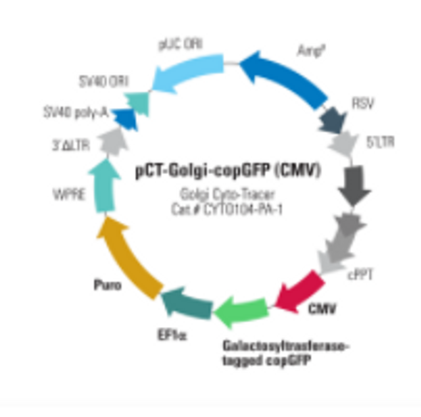Golgi Cyto-Tracer™, pCT-Golgi-GFP (CMV)