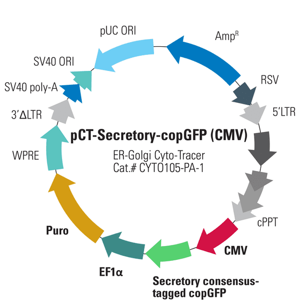 pCT-Secretory-GFP (pCMV, ER-Golgi, Secretory consensus Tag)