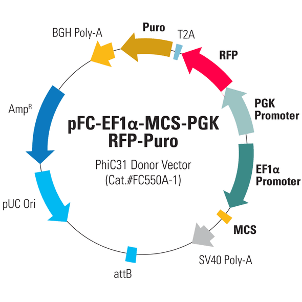 pFC-EF1-MCS-pA-PGK-RFP-T2A-Puro PhiC31 Donor Vector