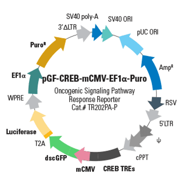pGF-CREB-mCMV-EF1-Puro (virus)