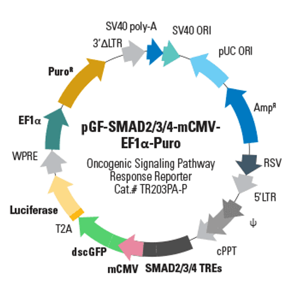 pGF-SMAD2/3/4-mCMV-EF1-Puro (293 stable cell line)