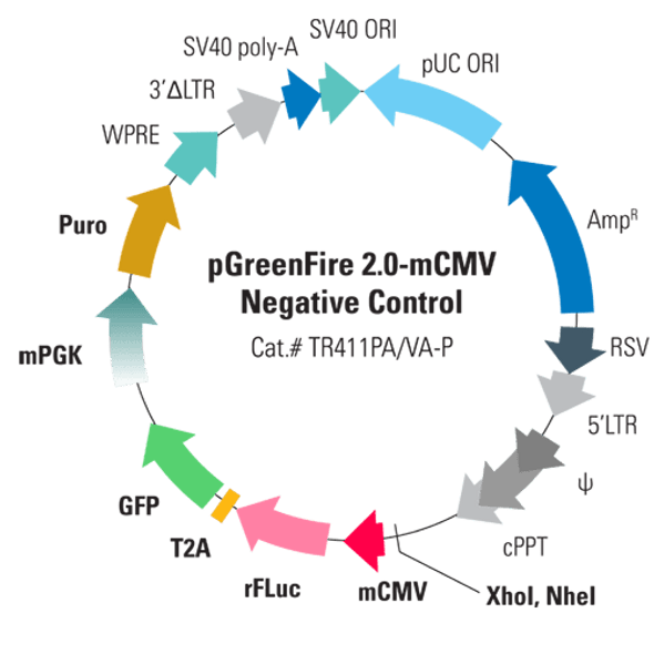 pGreenFire 2.0-mCMV negative control virus (pGF2-mCMV-rFluc-T2A-GFP-mPGK-Puro)