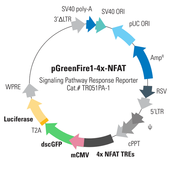 pGreenFire1-4x-NFAT (virus)