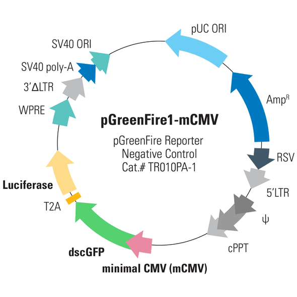 pGreenFire1-CMV Virus (pTRH1 CMV dscGFP T2A Fluc)