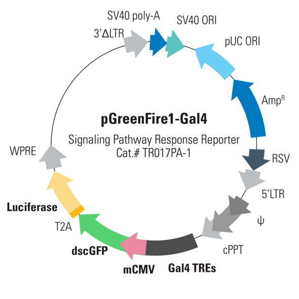 pGreenFire1-Gal4 (plasmid)+ EF1-Neo