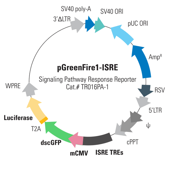 pGreenFire1-ISRE (virus) + EF1-Neo